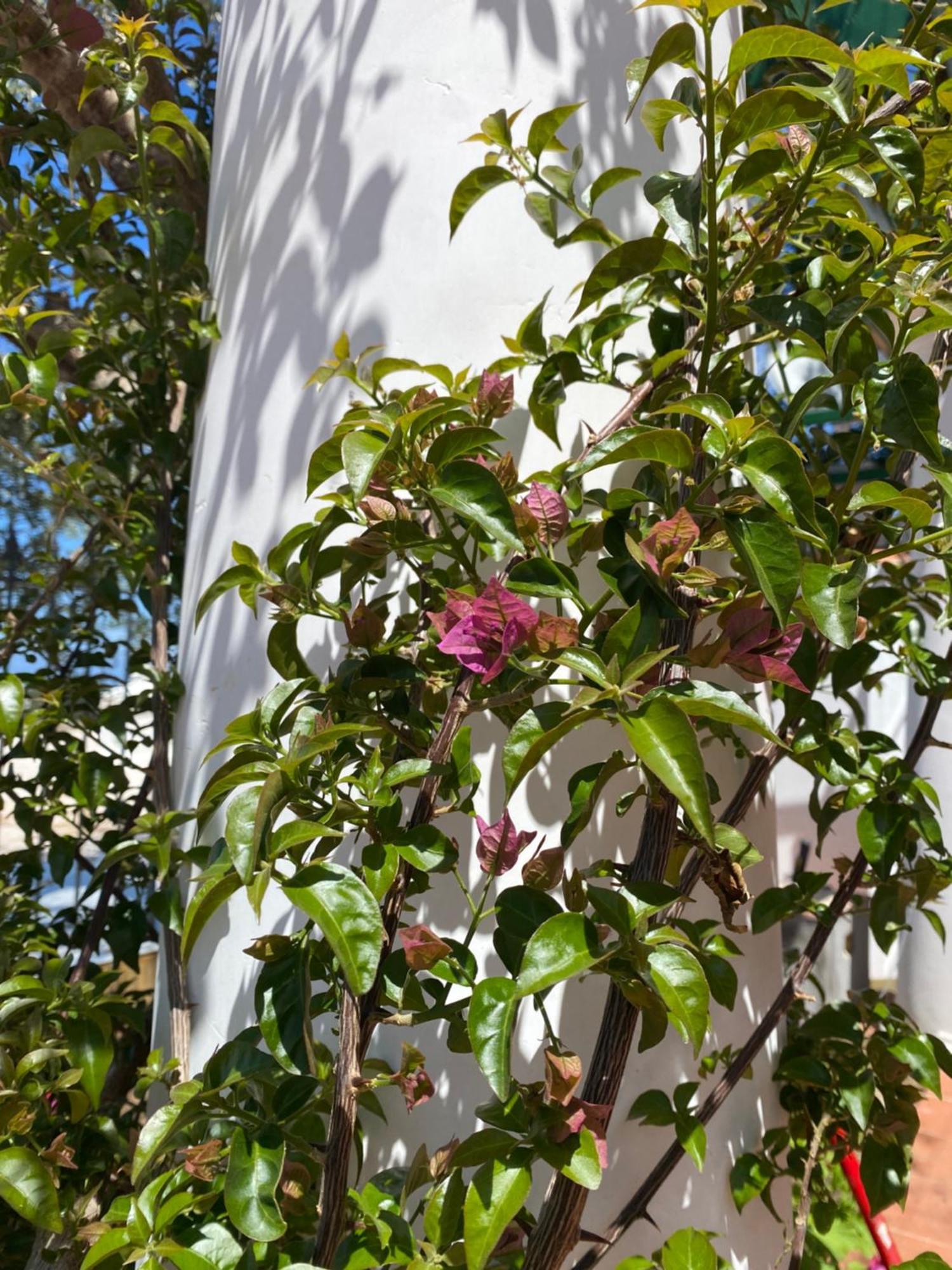 B&B La Ciammurrella Anacapri  Bagian luar foto
